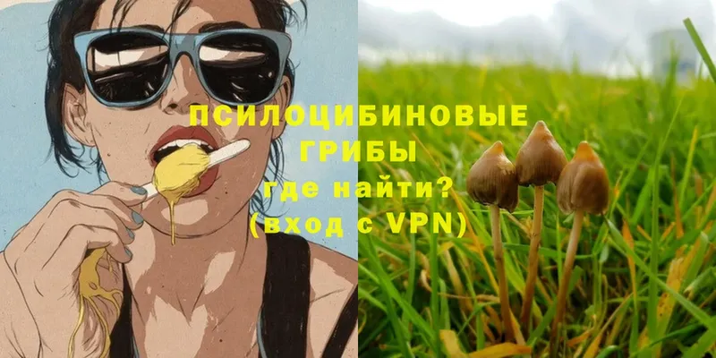 Галлюциногенные грибы Psilocybe  купить   Пугачёв 